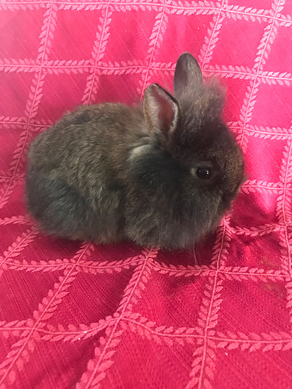 Bundle of Lionhead Bunnies. Only 1 left! Female. in Small Animals for Rehoming in Edmonton - Image 4
