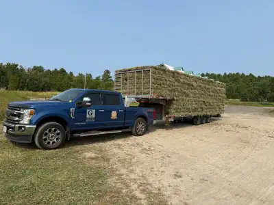 Small squares of hay available. Timothy/orchard grass mix. No rain stored in barn same day as baled....
