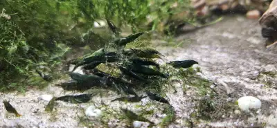 Green Jade Shrimp (Neocaridina shrimp), View more