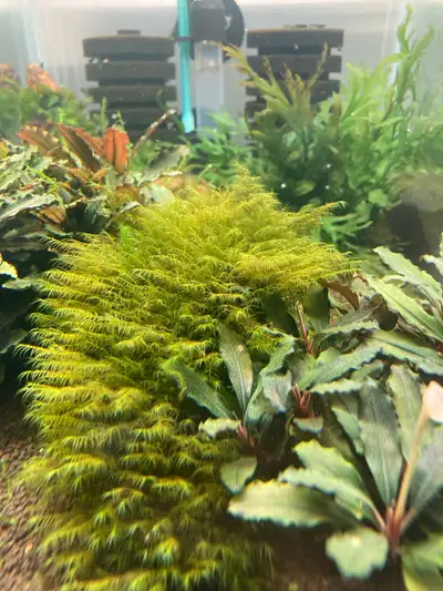 Aquarium plants, View more