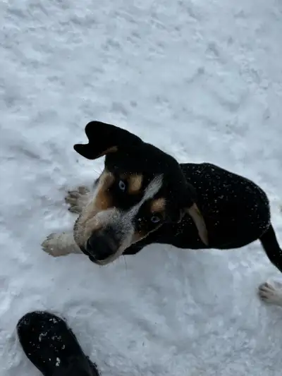 ONE BLUE EYED BOY LEFT! (8 puppies to pick from), View more