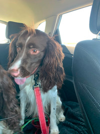 Springer spaniel looking for a home