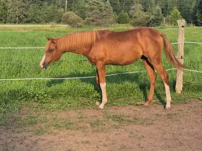Yearling Arabian filly for sale, View more