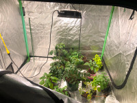 Grow Tent, Grow Lights, Fan, Plants, Soil, Urban Worm Compost