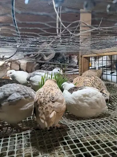 ALL SOLD OUT/ I have 8 weeks old jumbo Coturnix Quail, been laying the 2 weeks and some breeders pen...