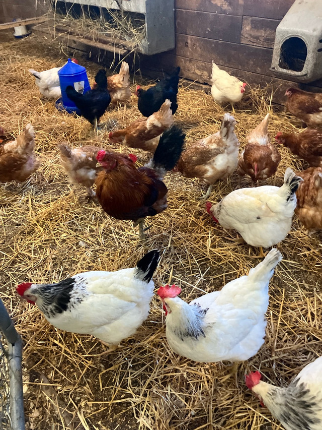 Barnyard Mix Hatching Eggs - Delivery Available  in Livestock in Oakville / Halton Region - Image 2