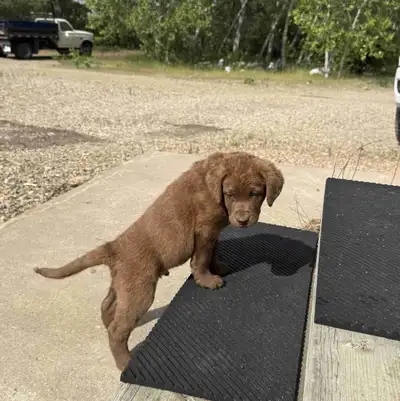 Purebred Chesapeake Bay Retriever Puppies Raised indoors and outdoors, these pups are well-socialize...