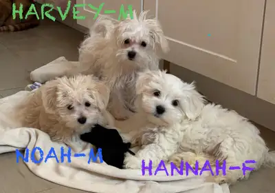 Morkie Puppies - READY TO GO, View more