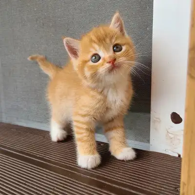 looking for an orange kitten !! :), View more