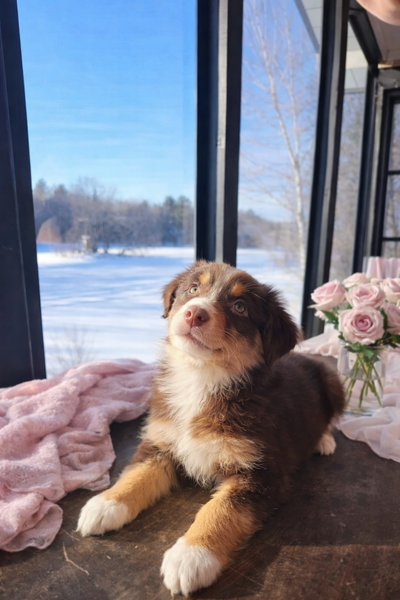 Bergers Australiens Enregistrés CCC, View more