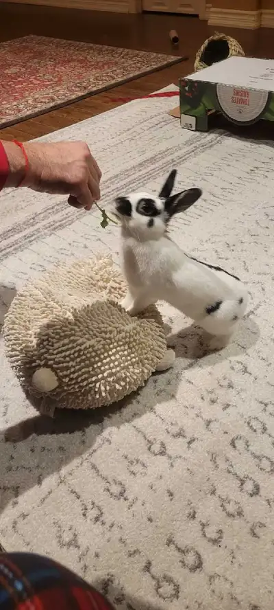 Oreo -  Smart and Funny, Spayed ,Litther trained Beauty, View more