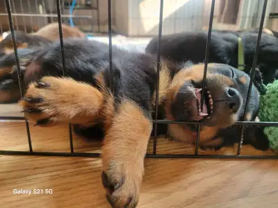 3 boys left! German Rottweiler Puppies ready for homes June 21st!! 4 boys left Born April 22nd and s...