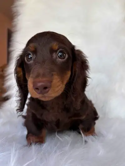 We have a beautiful litter of long-haired miniature dachshund puppies looking for loving forever hom...