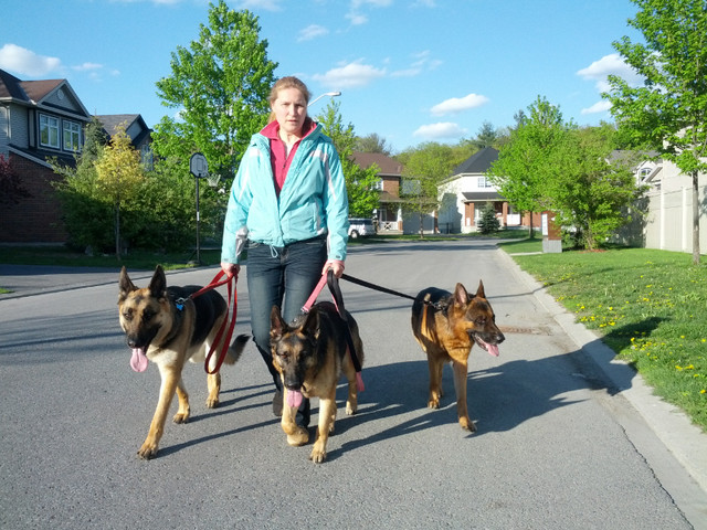 Dog training at the convenience of your home. in Animal & Pet Services in Ottawa