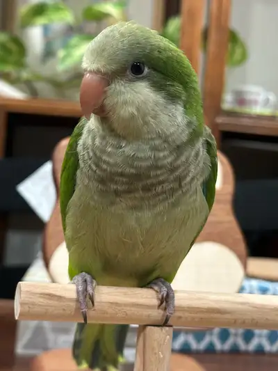 56 ads for baby quaker in Birds for Rehoming in Canada | Kijiji
