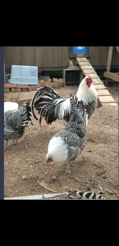 Purebred Silver Deathlayer pullets, View more