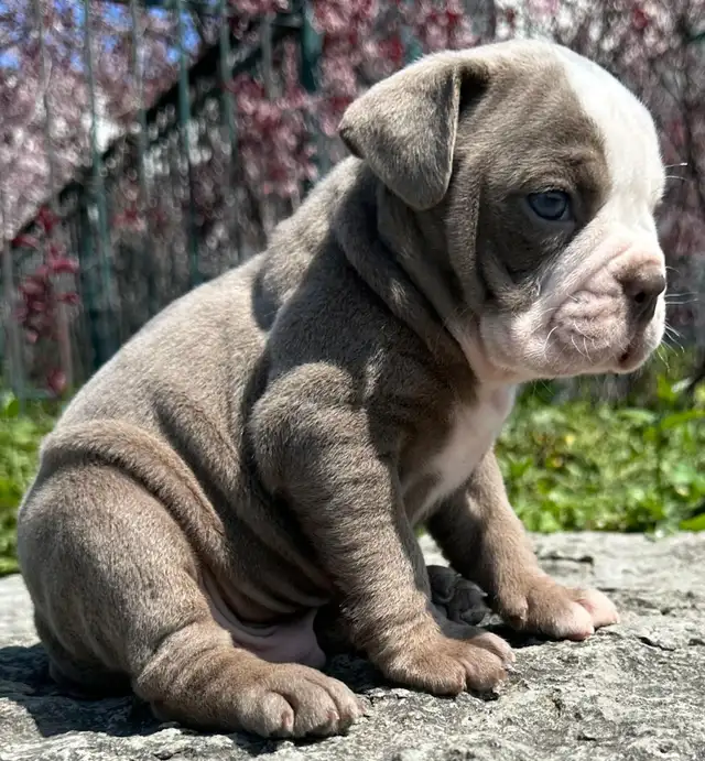 Olde English Bulldog Puppies in Dogs & Puppies for Rehoming in City of Toronto - Image 9