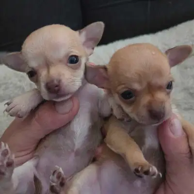 Chihuahua puppies looking for new home, View more