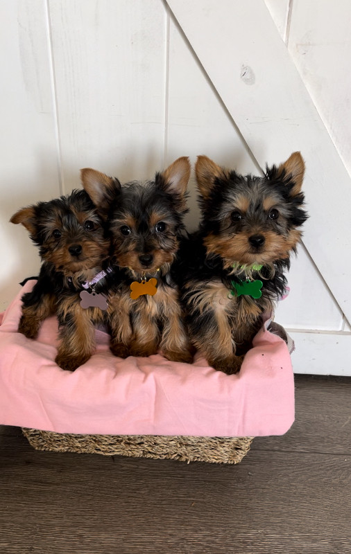 Yorkshire Terriers in Dogs & Puppies for Rehoming in Richmond