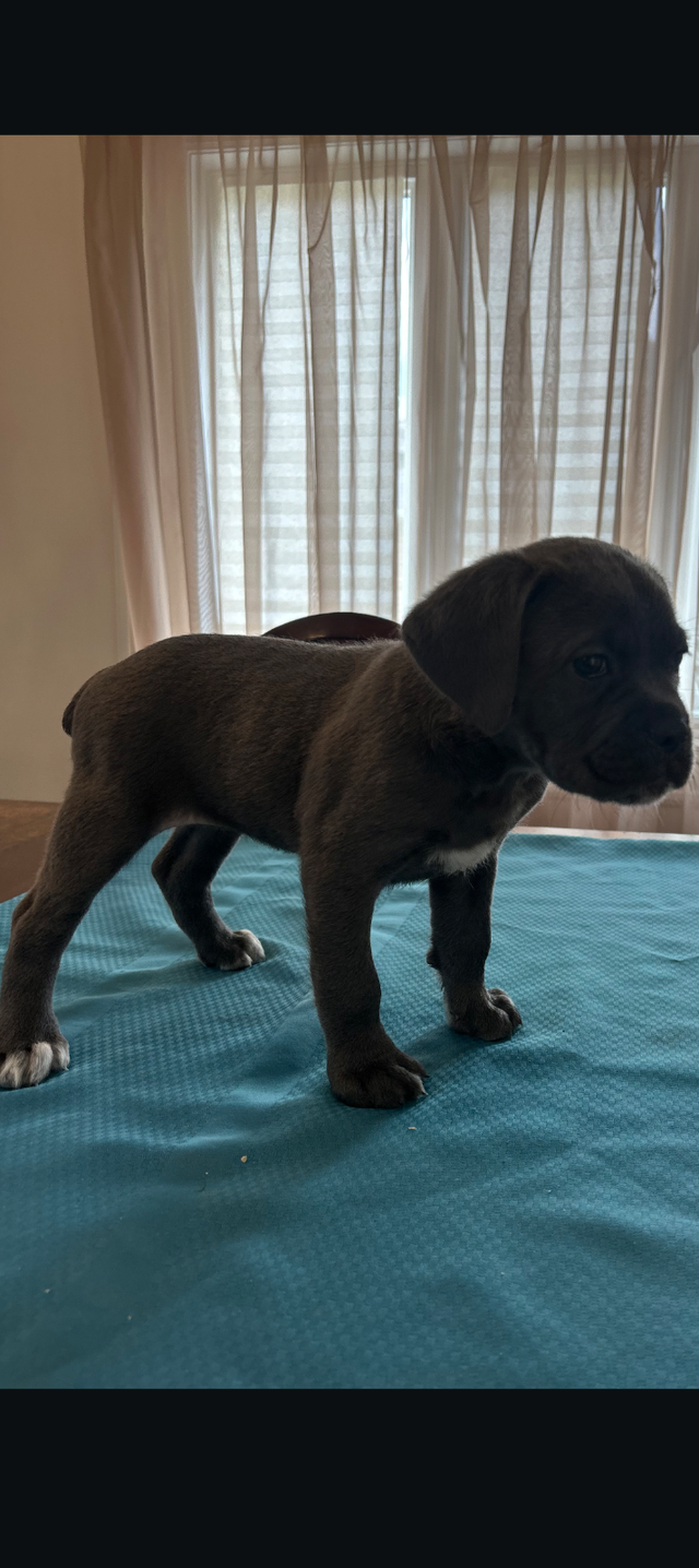 Cane Corso pups,, gray, blue, brindle , formentino in Dogs & Puppies for Rehoming in Markham / York Region - Image 14
