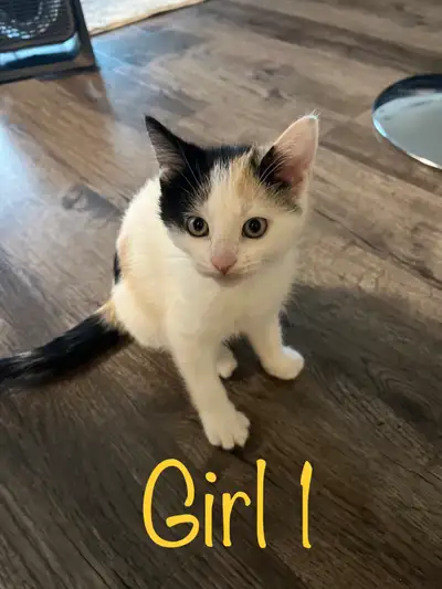 kitten looking for forever home, View more