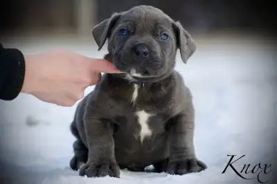South African Boerboel Puppies, View more