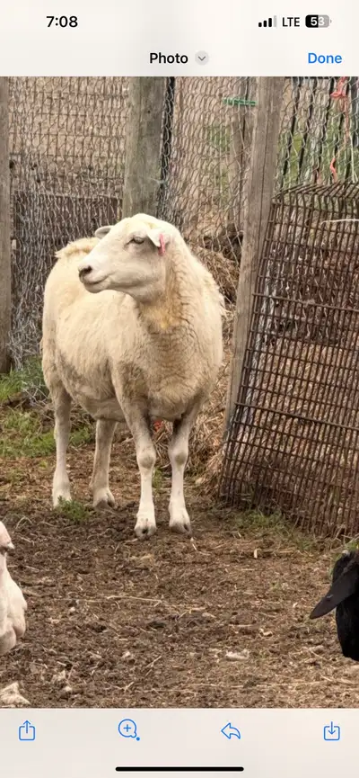 Halffa it’s for goats and lambs no rain Weth deliver to call me or text me 3065819636