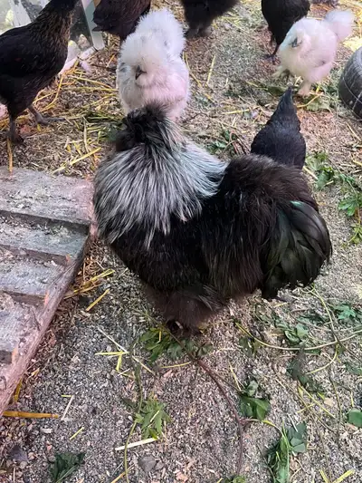 Silkie Roosters for rehoming.