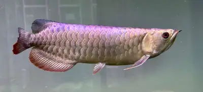 MerLion Dreamfish Arowana, Arriving Spring 2026 (Main Contact), View more