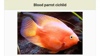 ISO Blood parrot fish, View more