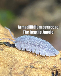 Armadillidium peraccae Isopod 15 count, clean up crew 