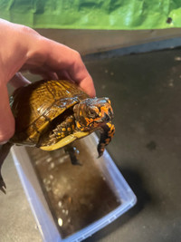 High Colour Male Three Toed Box Turtle