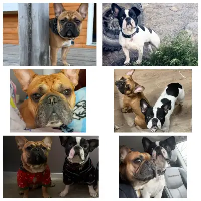French Bulldog puppies , View more