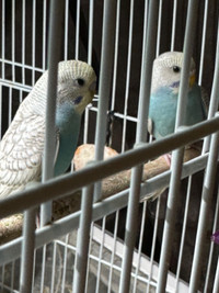 Beautiful young budgies for sale. 