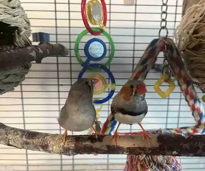 healthy zebra finches rehoming, View more