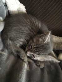 LOST male Savannah kitten 9 months
