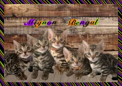 5 mignons petits Bengal pure race ( enregitré Tica ) Ils sont nés le 28 mars Les chatons sont très s...
