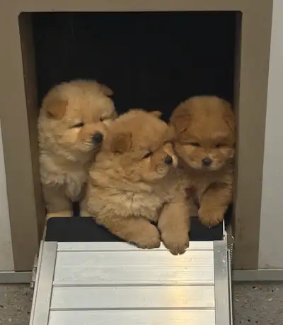 Chow Chow Puppies, View more
