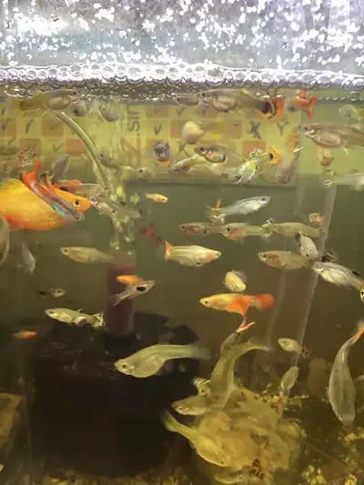 1$ for baby fry 2$ for 2 months old 3$ for adults 5$for exotic 10$Dumbo ear guppy 15$for 5 adults 20...