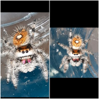 Phidippus regius jumping spiders for adoption!
