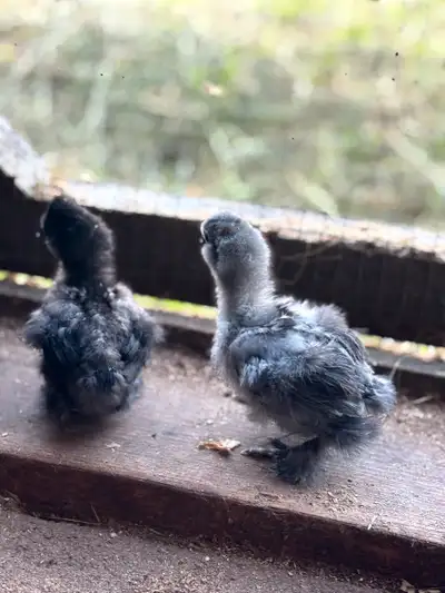Silkie Chicks , View more