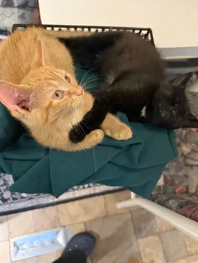 Kittens for sale, View more