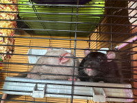 Rats, Cage and Accessories 