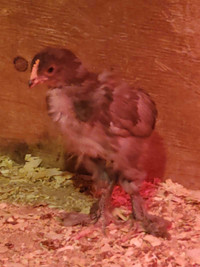 Cockrell chicks 5-6 week old