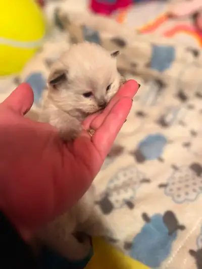 Dollface x Siamese kittens, View more