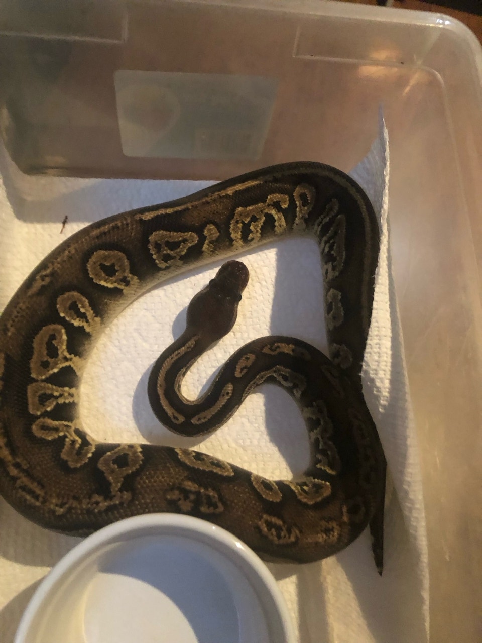 ball pythons | Reptiles & Amphibians for Rehoming | Calgary | Free ...