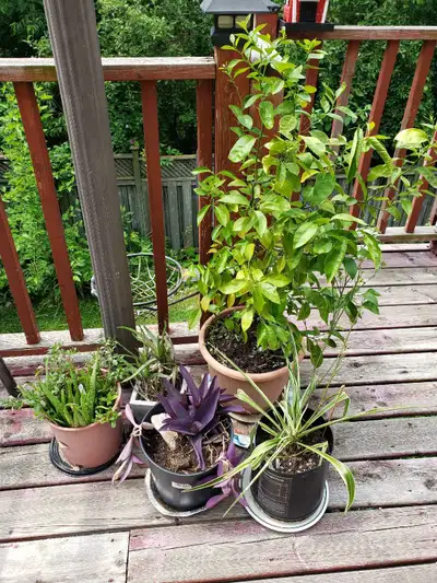 Plants for Sale - Various types $5 - $46, View more