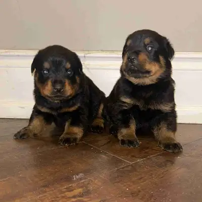Rottweiler puppies for sale. Puppies will have their first shots, deworming and tails docked. Contac...