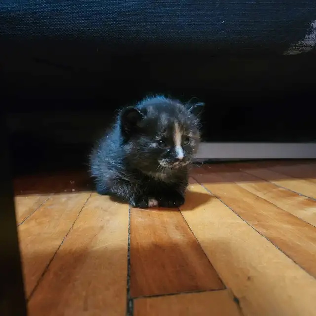 5 adorables petits chatons in Cats & Kittens for Rehoming in City of Montréal - Image 3