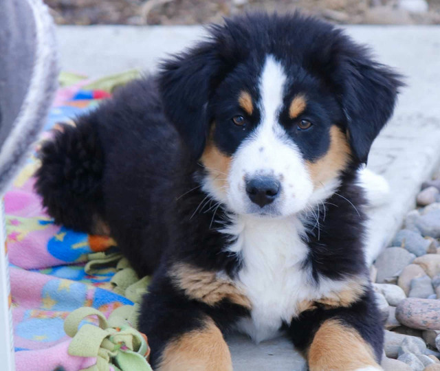 Bernese x Australian shepherd pups.  in Dogs & Puppies for Rehoming in Calgary - Image 3